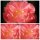 Paeonie Hybride Coral Charm - Pfingstrose ~Farbesprit