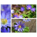 Anemone blanda Blue Shadesknospig/blühend- Blaue...