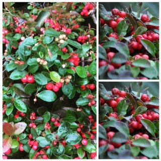 Gaultherie/Scheinbeere ~ starke Qualität großer Topf~ voller Beerenbesatz für die Deko..