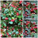 Gaultherie/Scheinbeere ~ starke Qualität...