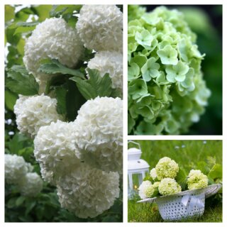 Viburnum opulus Roseum 60 /100 im großen Topf~ gefüllter Schneeball