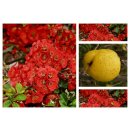 ChaenomelesCido 40/60cm-im großen Topf–...