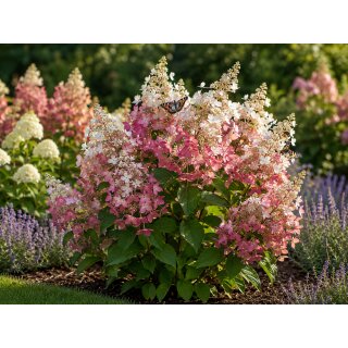 Rispenhortensie ~Hortensie Pinky Winky 60/80 cm ~ starke  Qualität ~ 5 Liter Container~  hinreißender Entfaltungskünstler ...