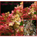 Rispenhortensie ~Hortensie Pinky Winky 60/80 cm ~ starke...