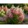 Rispenhortensie ~Hortensie Pinky Winky 60/80 cm ~ starke  Qualität ~ 5 Liter Container~  hinreißender Entfaltungskünstler ...