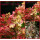 Rispenhortensie ~Hortensie Pinky Winky 60/80 cm ~ starke  Qualität ~ 5 Liter Container~  hinreißender Entfaltungskünstler ...