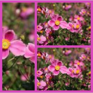 Anemone hupehensis Splendens - Bienenschwarm ~im großen 3 Liter XL Topf~ Herbst-Ball der Prinzessinnen