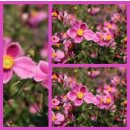 Anemone hupehensis Splendens - Bienenschwarm ~im...