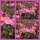 Anemone hupehensis Splendens - Bienenschwarm ~im großen 3 Liter XL Topf~ Herbst-Ball der Prinzessinnen