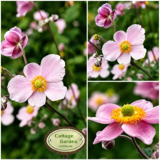Herbstanemone ~ Anemone Praecox~ im großen XL 3 Liter XL Topf -Herbst-Ball der Prinzessinen