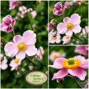 Herbstanemone ~ Anemone Praecox~ im großen XL 3...
