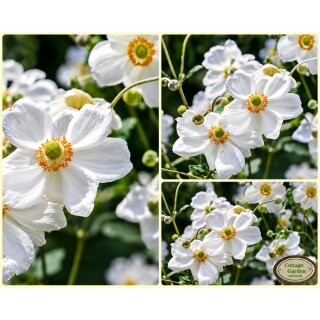 Herbstanemone Anemone ‘Honorine Jobert’ kräftige im 3 Liter XL Topf ~ die weiße Prinzessin im Herbstgarten ~ Blütenzauber bis Oktober
