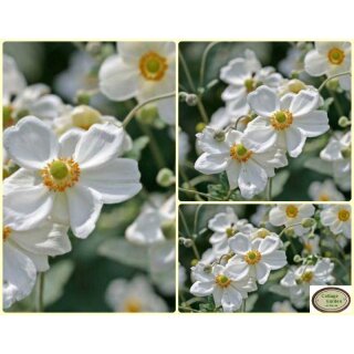 Japanische Herbst Anemone Honorine Jobert - im 3 Liter XL Topf- Solitär~ Herbst-Ball der Prinzessinen Bienenfreundlich