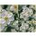 Japanische Herbst Anemone Honorine Jobert - im 3 Liter XL Topf- Solitär~ Herbst-Ball der Prinzessinen Bienenfreundlich