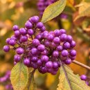 Callicarpa Profusion 40/60~ XL Topf ~ kräftige ~...