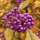 Callicarpa Profusion 40/60~ XL Topf ~ kräftige ~ Liebesperlenstrauch ~ rotviolette Liebesperlen bezaubern