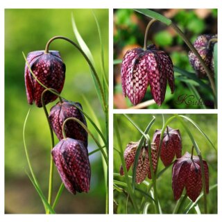 Fritillaria meleagris ~ Schachbrettblume ~  im Topf gwachsen