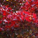 Japanischer Fächerahorn Atropurpureum 40/60cm ~...