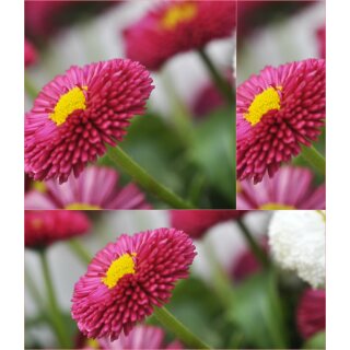 Tausendschön ~ Bellis jetzt blühend -ROT- im Topf ~  zum verlieben schön...