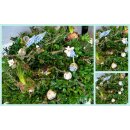 Frischer Türkranz /Tischkranz Buxus 35 cm -...