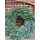 Klassischer Adventskranz 50 cm~ rund gebunden! Nobilis ~ frisch