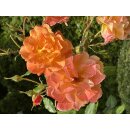 Rose Westerland -R-im großen 10Liter XXL Topf ~Entflammte Rosenpracht am Strauch