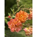 Rose Westerland -R-im großen 10Liter XXL Topf ~Entflammte Rosenpracht am Strauch