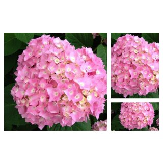 Endless Summer® The Original – rosa Hortensie im großen 5 Liter XL-Topf ~ wunderschöne Blütenbälle ~ blüht am alten & neuen Holz