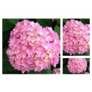 Endless Summer® The Original – rosa Hortensie...