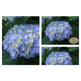 Endless Summer® The Original – blaue Hortensie im großen 5 Liter XL-Topf ~ wunderschöne Blütenbälle ~ blüht am alten & neuen Holz