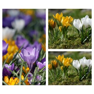 Krokus bunt im Topf knospig/bald blühend ~ Naturdeko & Frühlingsfreude  kräftige Qualität aus Norddeutschland..die Welt wird wieder bunt