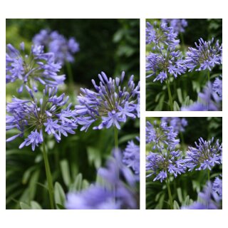 Agapanthus Dr Brouwer winterhart - im 3 Liter XL Topf~ Schmucklilienzauber für einen Sommer in blau