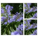Agapanthus Dr Brouwer winterhart - im 3 Liter XL Topf~...