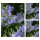 Agapanthus Dr Brouwer winterhart - im 3 Liter XL Topf~ Schmucklilienzauber für einen Sommer in blau