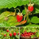 Naschgarten Paket ~ Terrasse, kleine Gärten – 8 Beerenpflanzen zum Naschen~Himbeere, Brombeere, Heidelbeeren & Monatserdbeeren-Kübelgeeignet