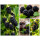 Naschgarten Paket ~ Terrasse, kleine Gärten – 8 Beerenpflanzen zum Naschen~Himbeere, Brombeere, Heidelbeeren & Monatserdbeeren-Kübelgeeignet