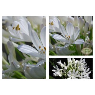 Agapanthus weiß blühend - jetzt knospig/bald blühend mind.5 Blüten- kräftige Pflanzen im Topf~ Schmucklilie weiß..