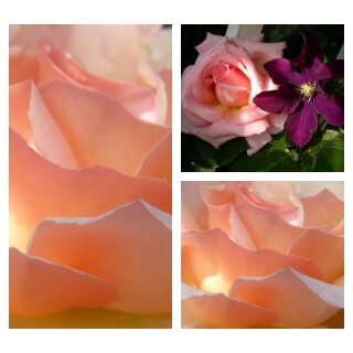 Kletterrose Compassion -R- im großen 4 Liter Topf -  Blütentraum in Farbe & Duft...