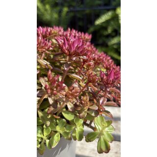 Sedum spurium Fuldaglut - 3 Liter Container Solitär~ entzückende Teppich Fetthenne in rot
