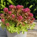 Sedum Fuldaglut3 Liter XL Topf~ rote Polster-Fetthenne ~...