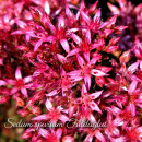 Sedum Fuldaglut3 Liter XL Topf~ rote Polster-Fetthenne ~...