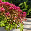 Sedum Fuldaglut3 Liter XL Topf~ rote Polster-Fetthenne ~ winterhart, bienenfreundlich & trockenheitsverträglich