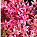 Sedum spurium Fuldaglut - 3 Liter Container Solitär~ entzückende Teppich Fetthenne in rot