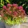 Sedum Fuldaglut3 Liter XL Topf~ rote Polster-Fetthenne ~ winterhart, bienenfreundlich & trockenheitsverträglich