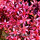 Sedum Fuldaglut3 Liter XL Topf~ rote Polster-Fetthenne ~ winterhart, bienenfreundlich & trockenheitsverträglich