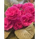 Primel- zauberhafte gefüllt-gerüschte Blüte im fröhlichen Pink - im Topf knospig/blühend ~ Frühlingsflowers~ Homedeko~ nostagie-romantik