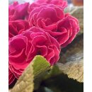 Primel- zauberhafte gefüllt-gerüschte Blüte im fröhlichen Pink - im Topf knospig/blühend ~ Frühlingsflowers~ Homedeko~ nostagie-romantik