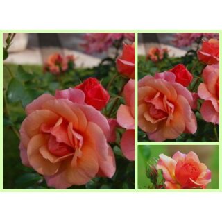 Rose Aprikola -R- ~Rigorose-R- Stamm 60cm, kräftige  im XL Topf gewachsen-Blütrenzauber im sanften apricot