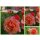 Rose Aprikola -R- ~Rigorose-R- Stamm 60cm, kräftige  im XL Topf gewachsen-Blütrenzauber im sanften apricot