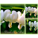 Tränendes Herz in Weiß- im großen Topf...